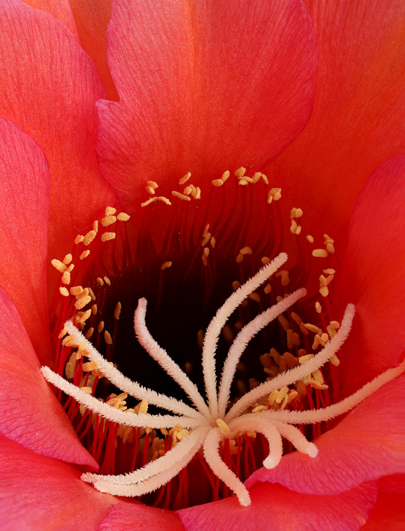 Trichocereus huascha