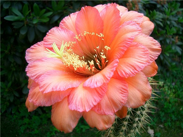 Trichocereus Hybride 'Liske´s Prachtstück'