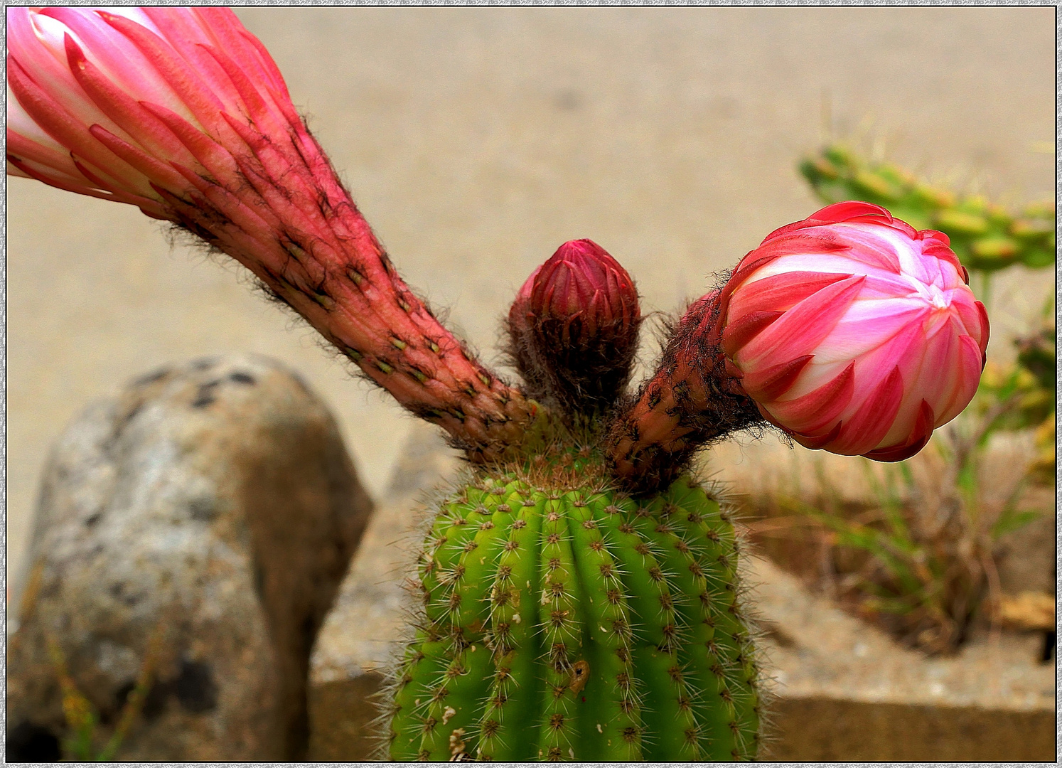 Trichocereus kurz vor dem öffnen ; Insel Elba 2014 (HDR Makro)