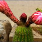 Trichocereus kurz vor dem öffnen ; Insel Elba 2014 (HDR Makro)