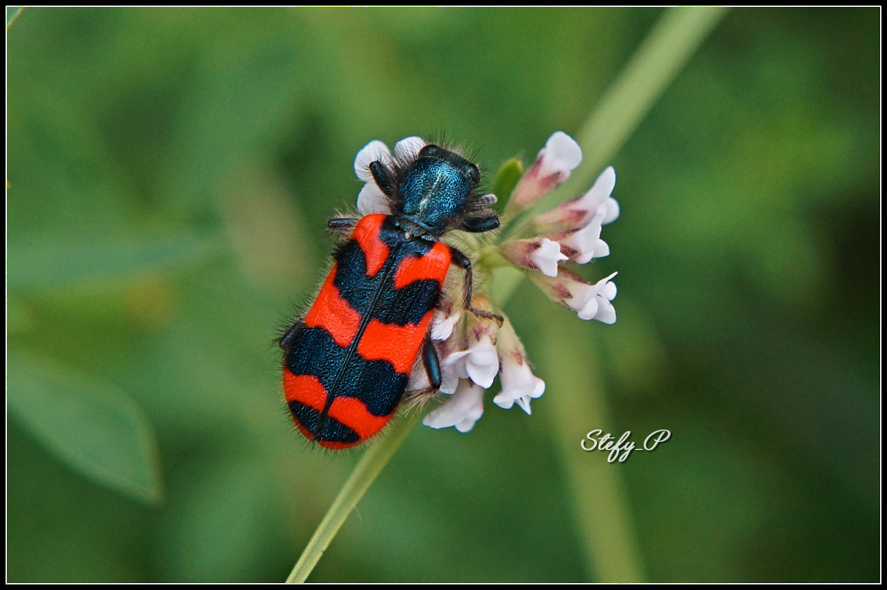 Trichodes alvearius