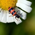 Trichodes Alvearius, Gemeiner Bienenkäfer