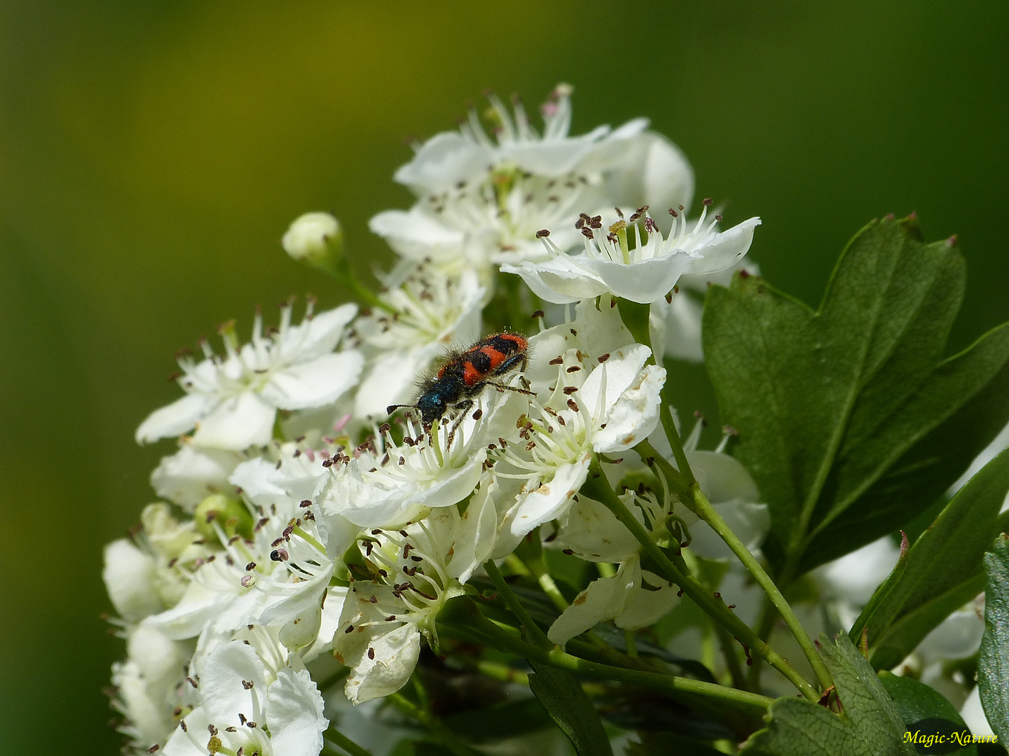 Trichodes apiarius Foto & Bild natur, blüten, insekten Bilder auf