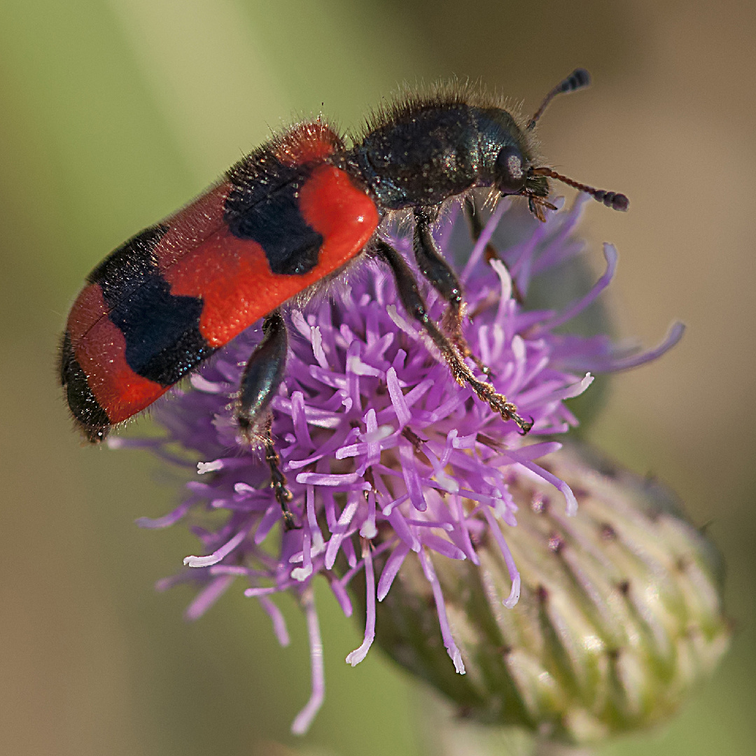 Trichodes apiarius