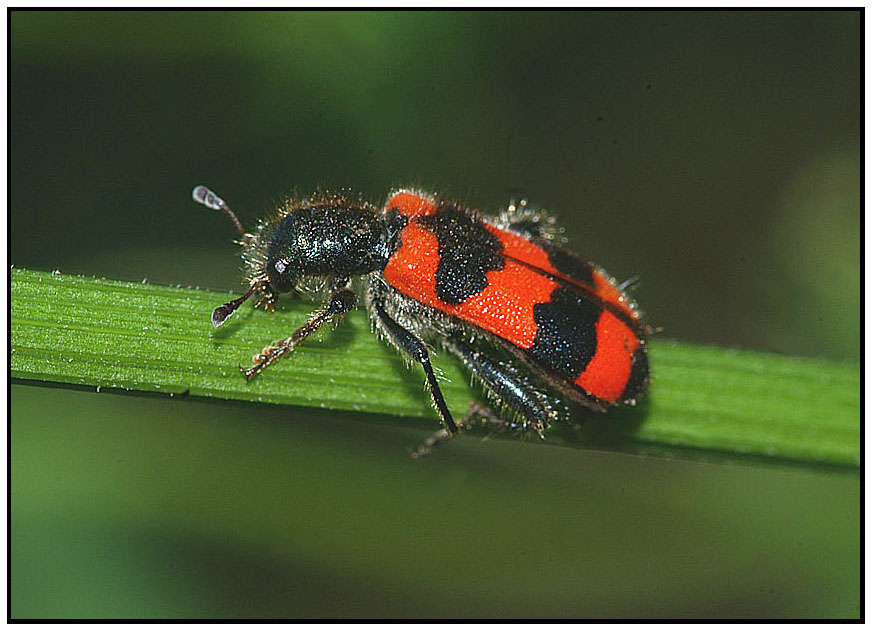 TRICHODES  APIARIUS