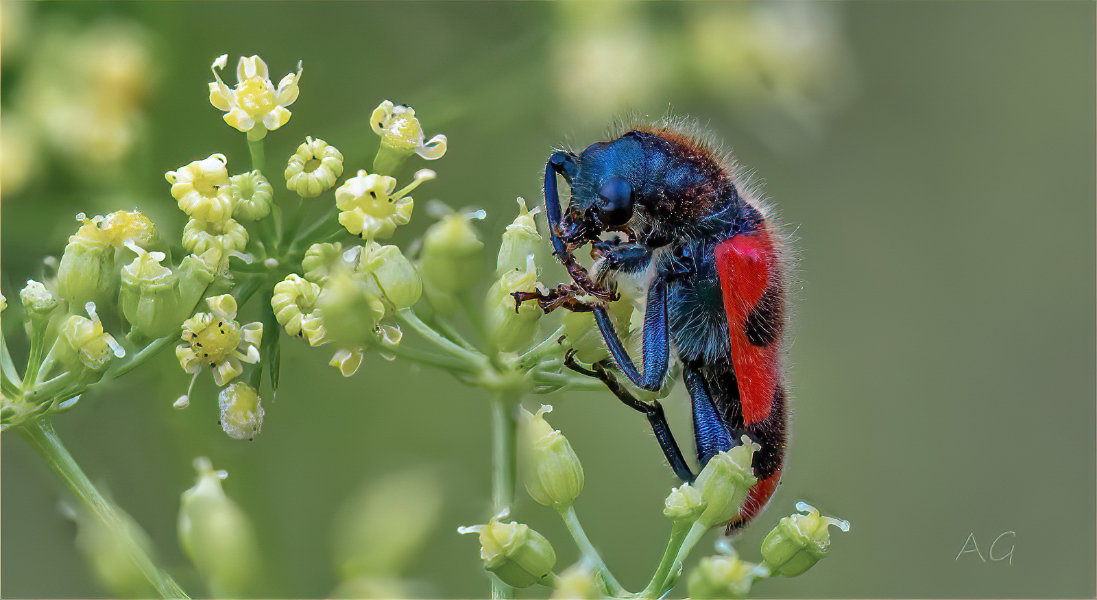 Trichodes apiarius