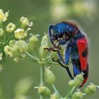 Trichodes apiarius