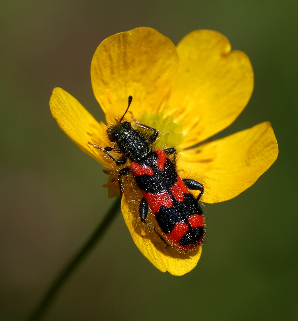 Trichodes apiarius Foto & Bild tiere, wildlife, insekten Bilder auf