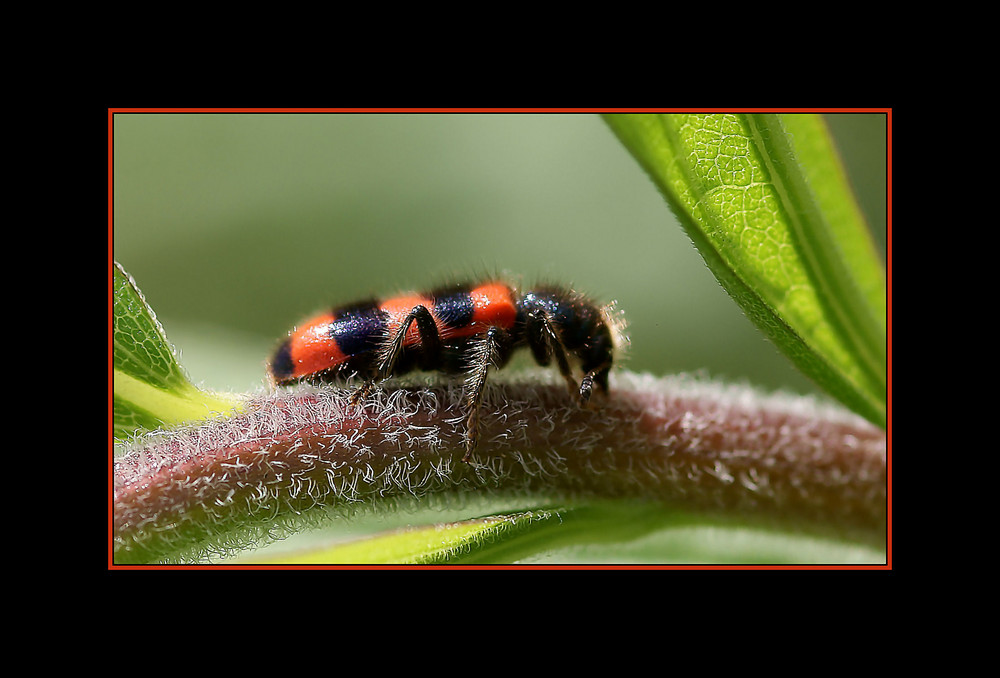 Trichodes apiarius