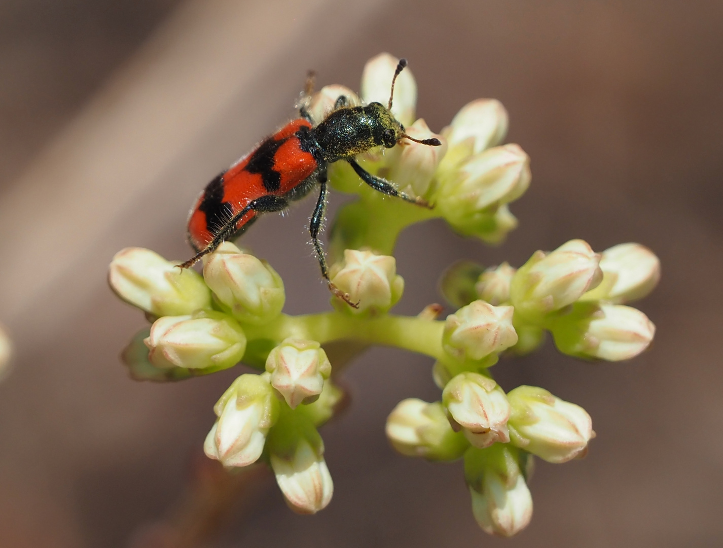 Trichodes apiarius, der Immenkäfer