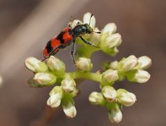 Trichodes apiarius, der Immenkäfer