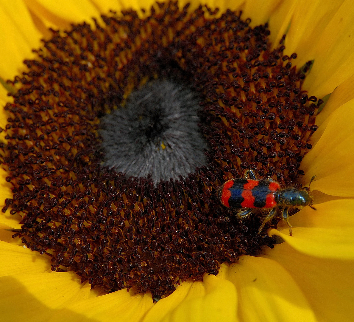 Trichodes apiarius - Gemeiner Bienenkäfer