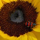 Trichodes apiarius - Gemeiner Bienenkäfer