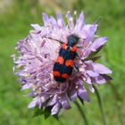  Trichodes Apiarius- Gewöhnlicher Bienenkäfer 