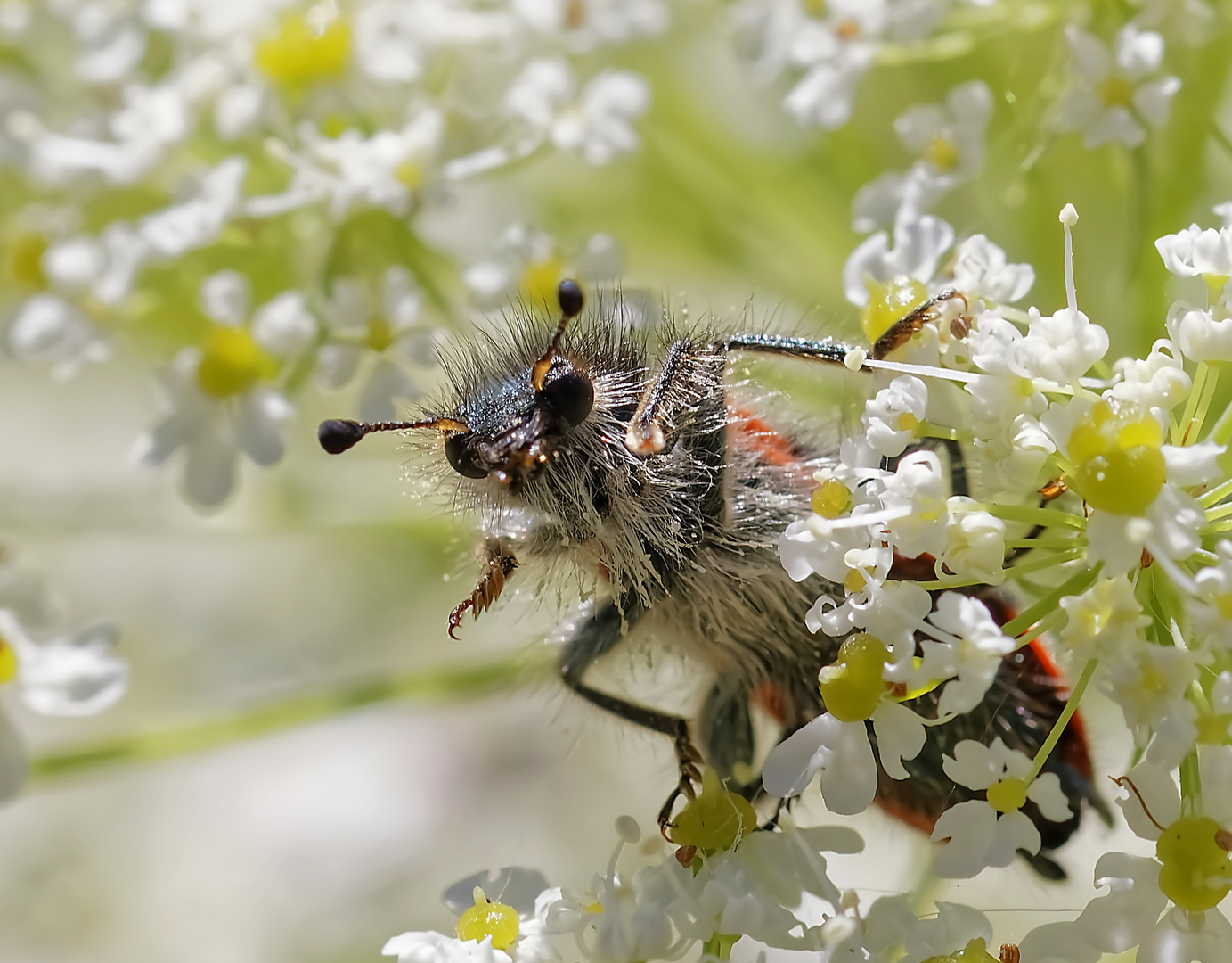 Trichodes  ou " clairon des ruches "