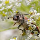 Trichodes  ou " clairon des ruches "