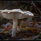 Tricholoma cingulatum