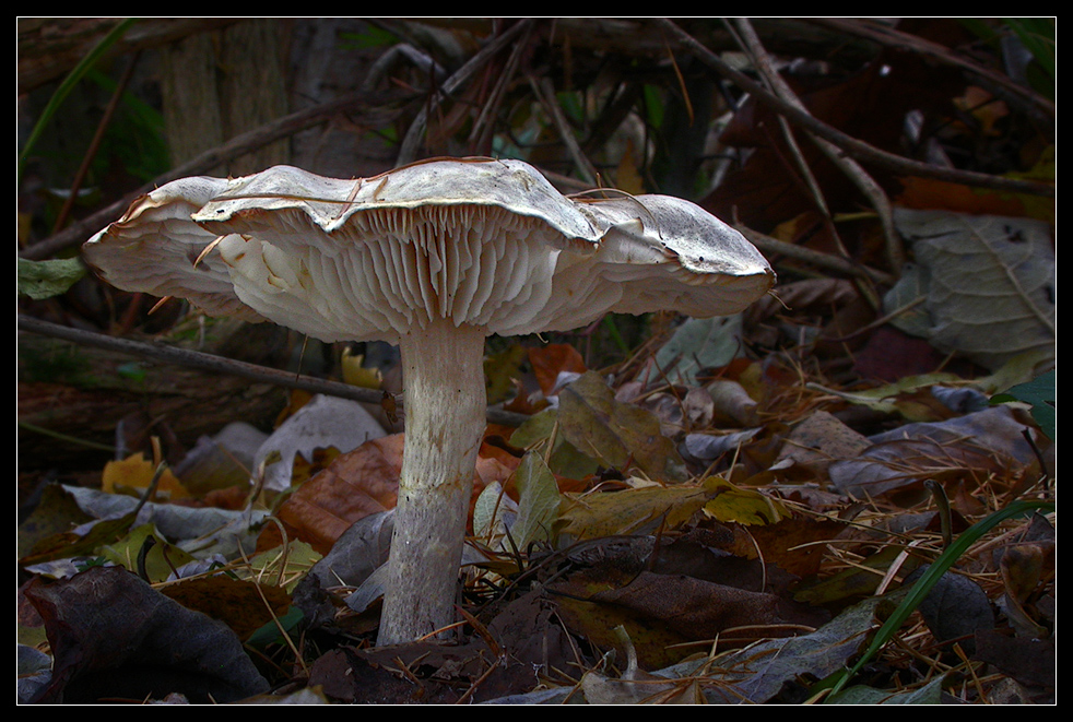 Tricholoma cingulatum