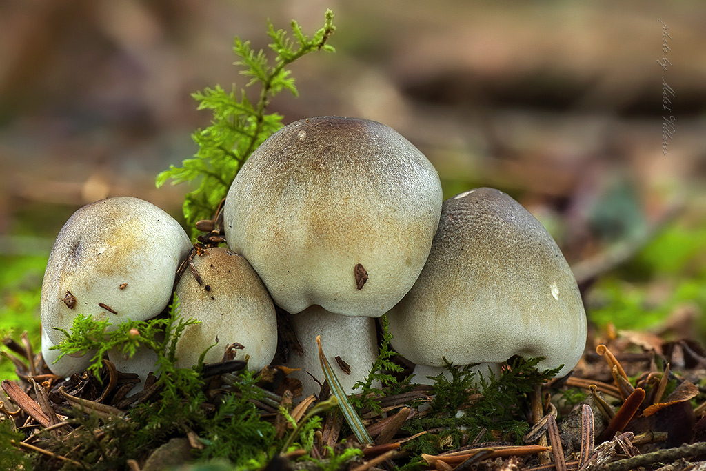 Tricholoma saponaceum