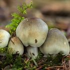 Tricholoma saponaceum