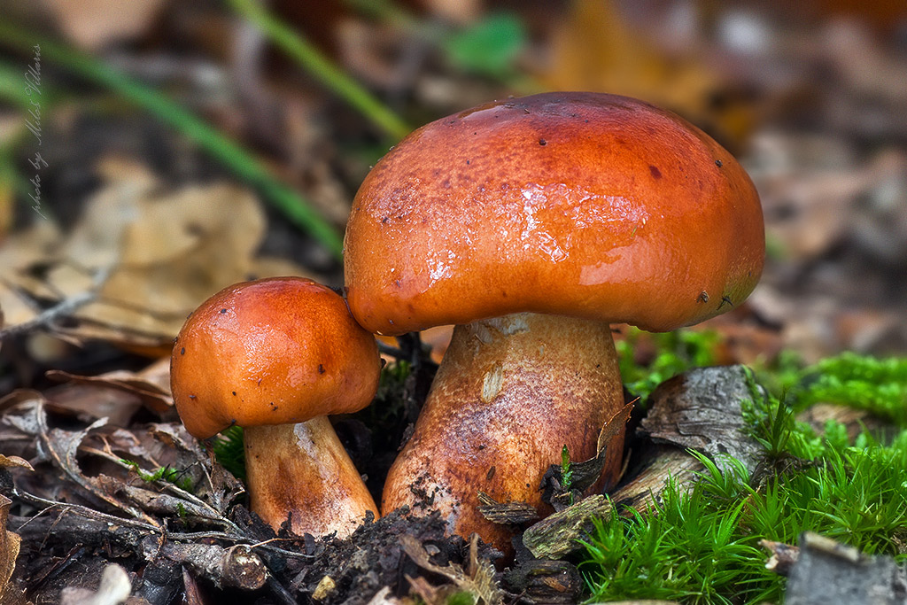 Tricholoma ustaloides