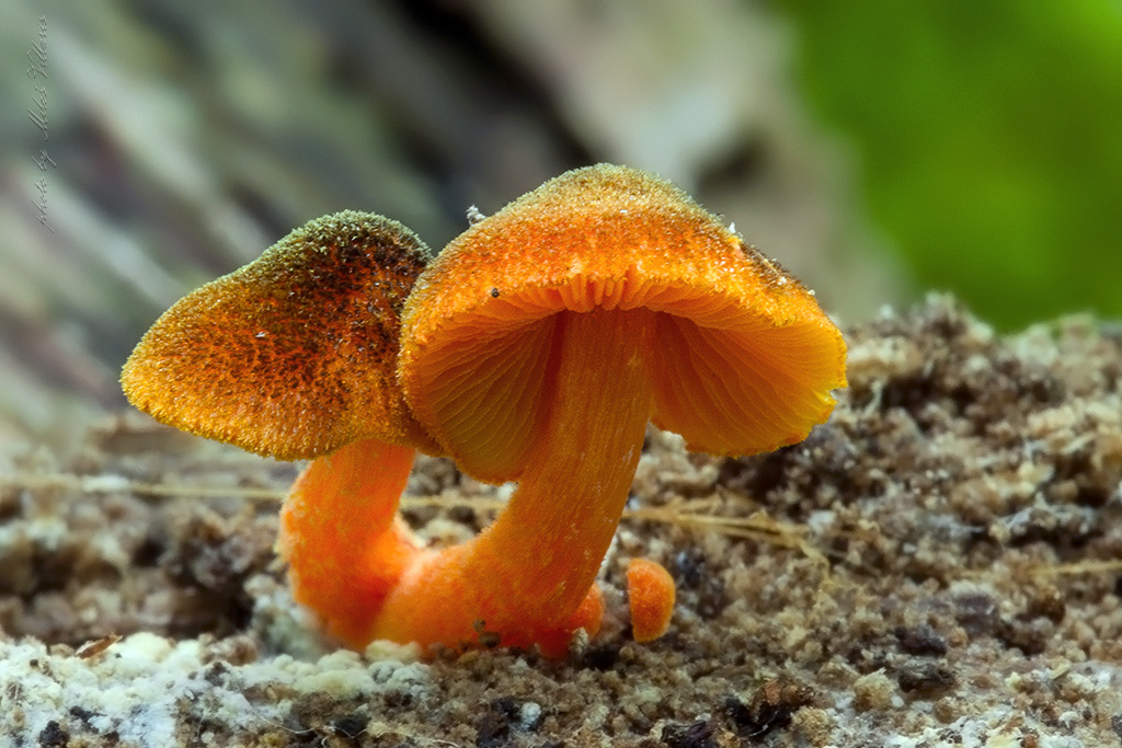 Tricholomopsis flammula