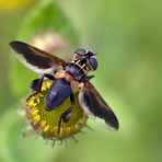 Trichopoda Pennipes