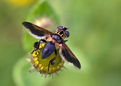 Trichopoda Pennipes