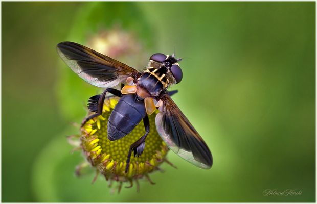 Trichopoda pictipennis