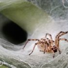 Trichter Spinne