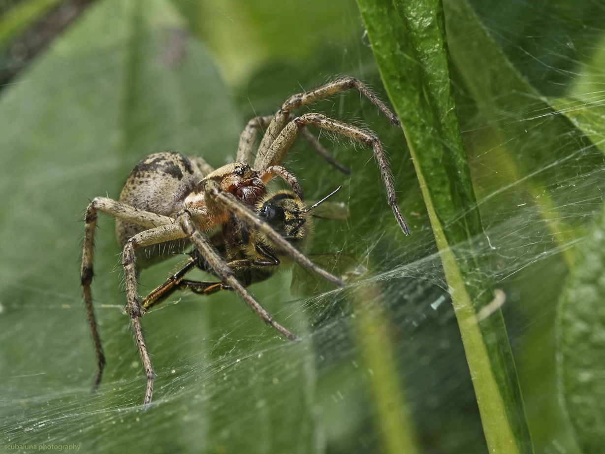 Trichter-Spinne mit Beute