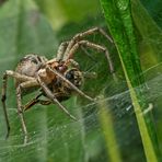 Trichter-Spinne mit Beute