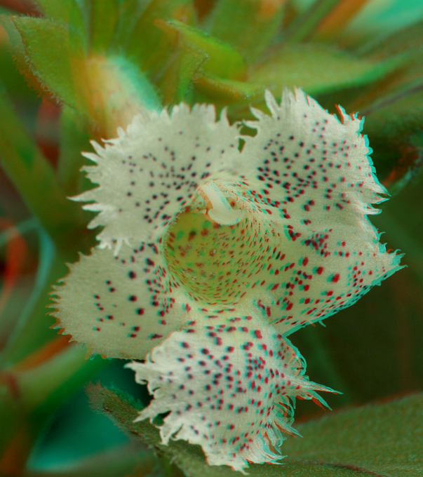 Trichterblüte [3D]