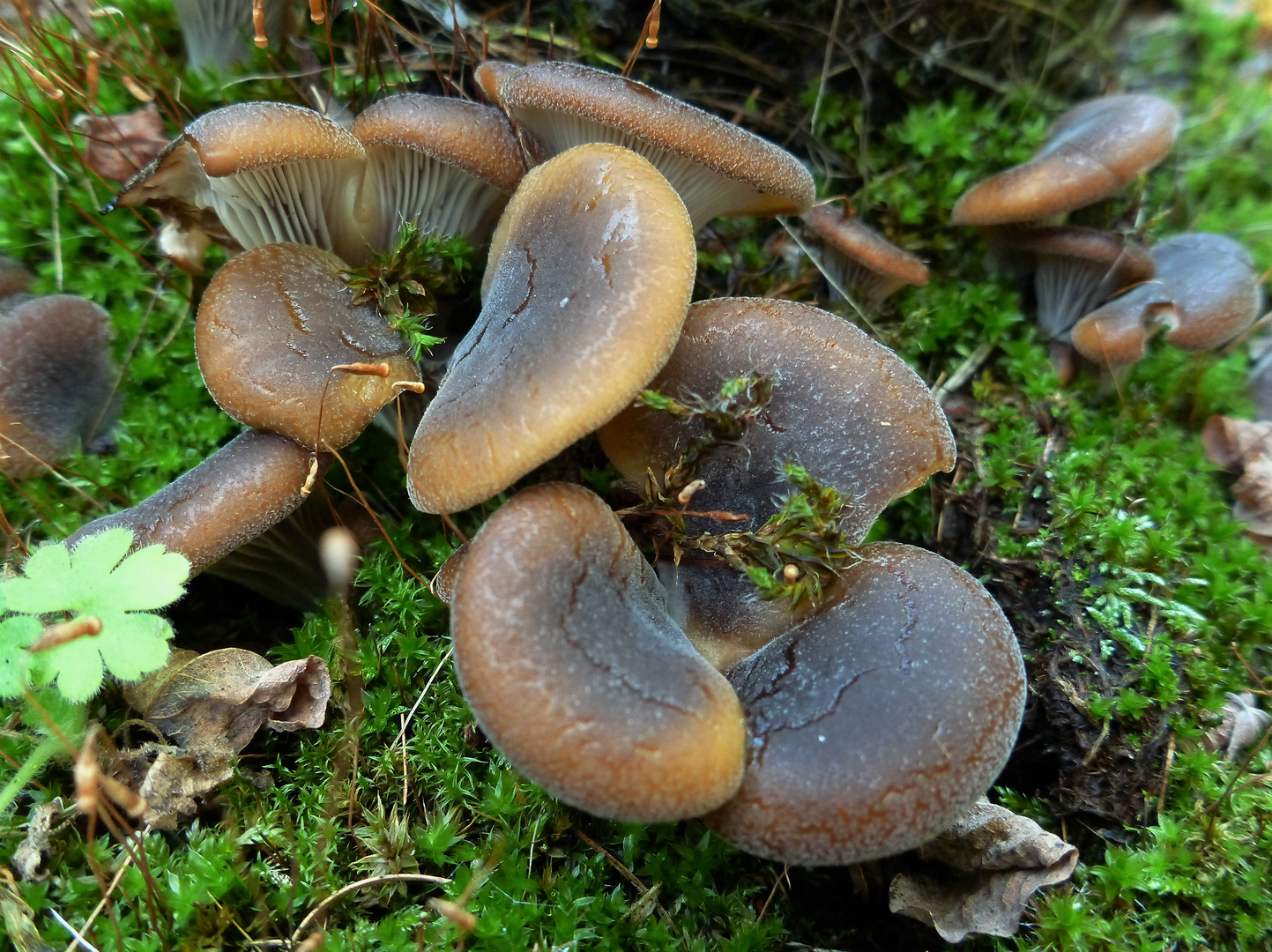 Trichterförmiger Muscheling (Hohenbuehelia geogenia)