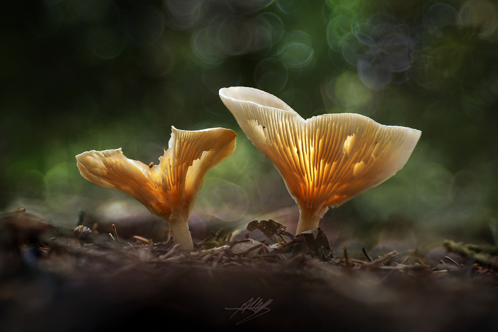 Trichterlinge (Clitocybe) 