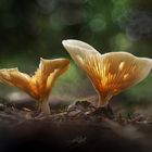 Trichterlinge (Clitocybe) 