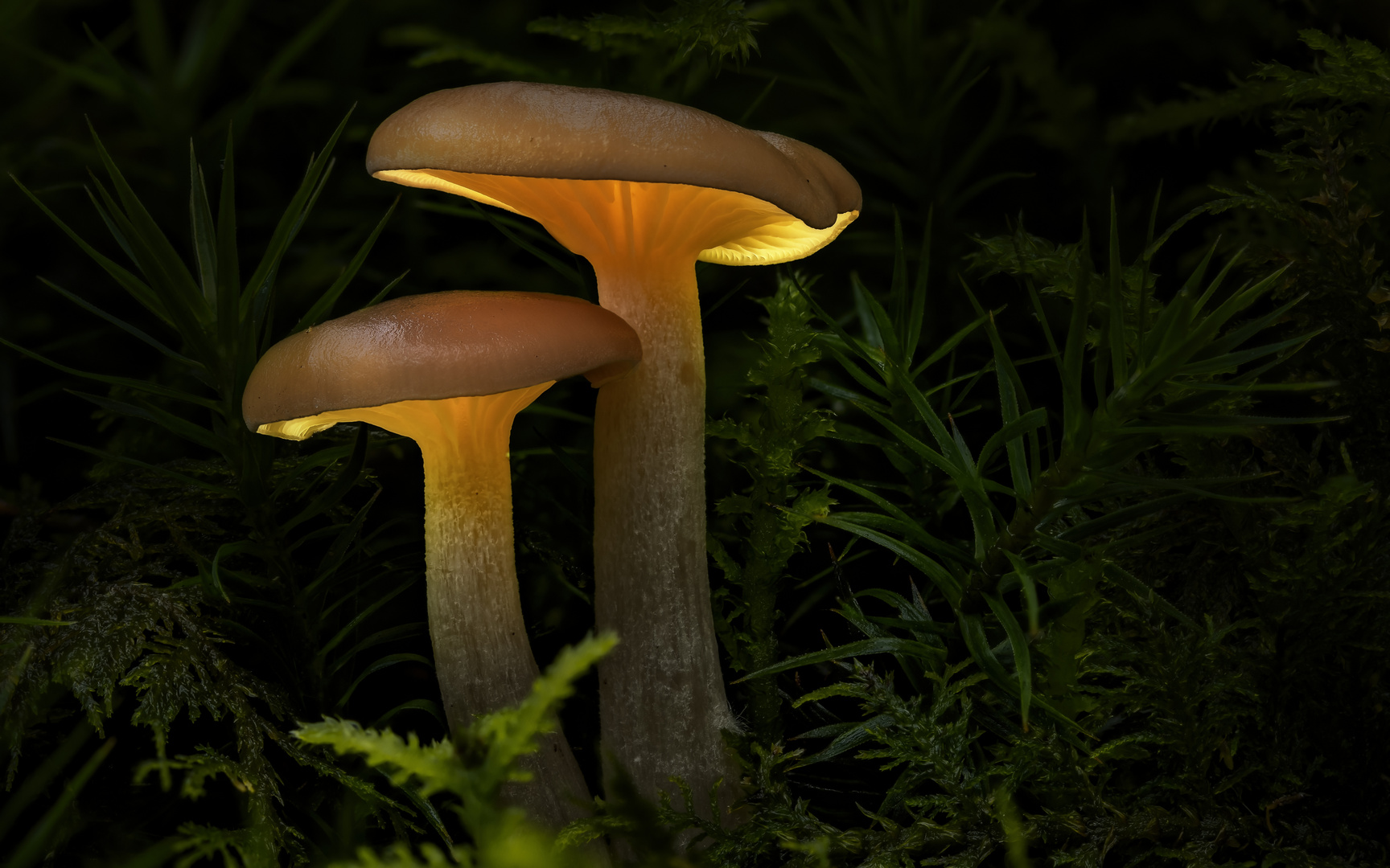 Trichterlinge (Clitocybe sp.)