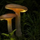 Trichterlinge (Clitocybe sp.)