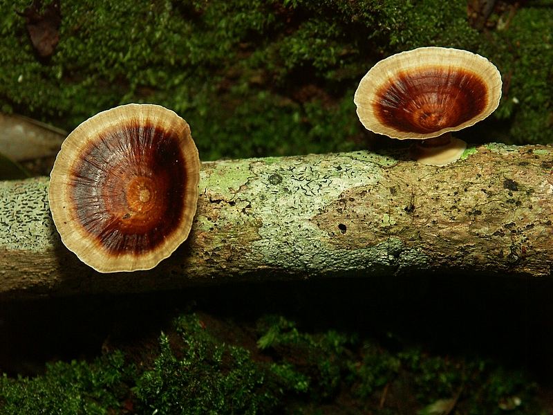 "Trichterlinge im australischen Regenwald"