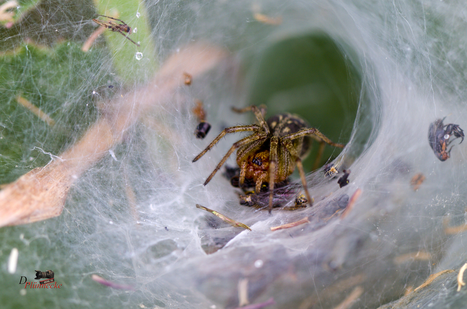 Foto & Bild tiere, wildlife, spinnen