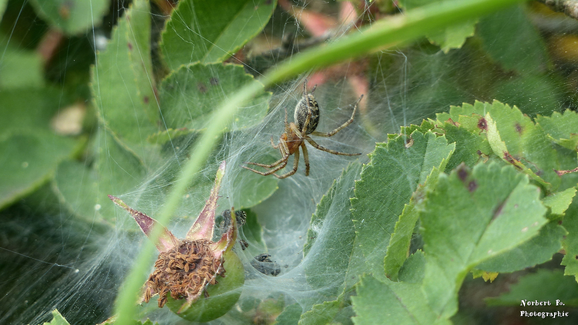 Trichternetzspinne