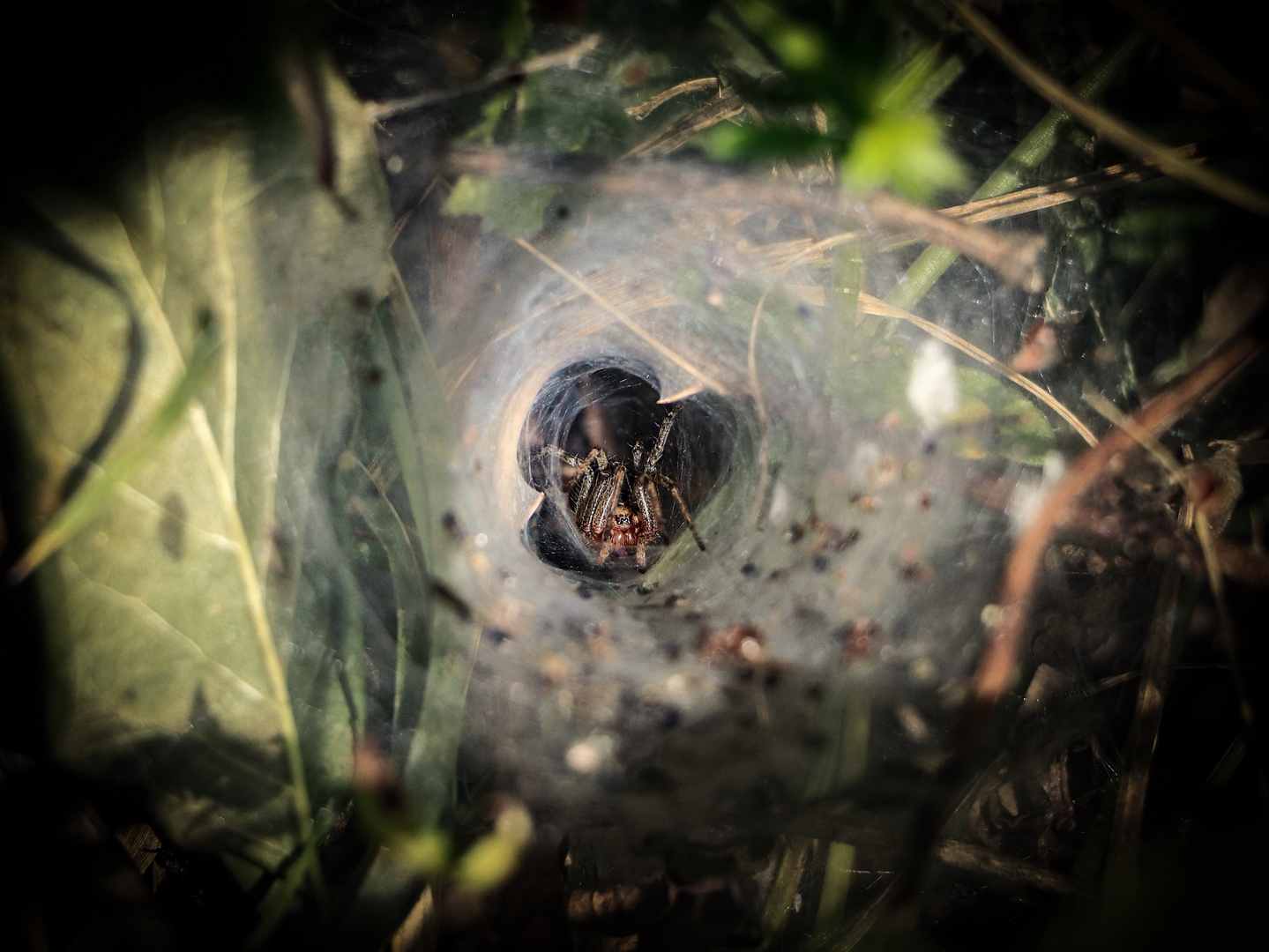 Trichternetzspinne (Hadites Tegenariodes)