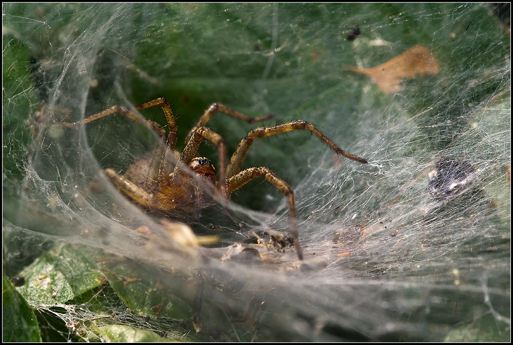 Trichterspinne...