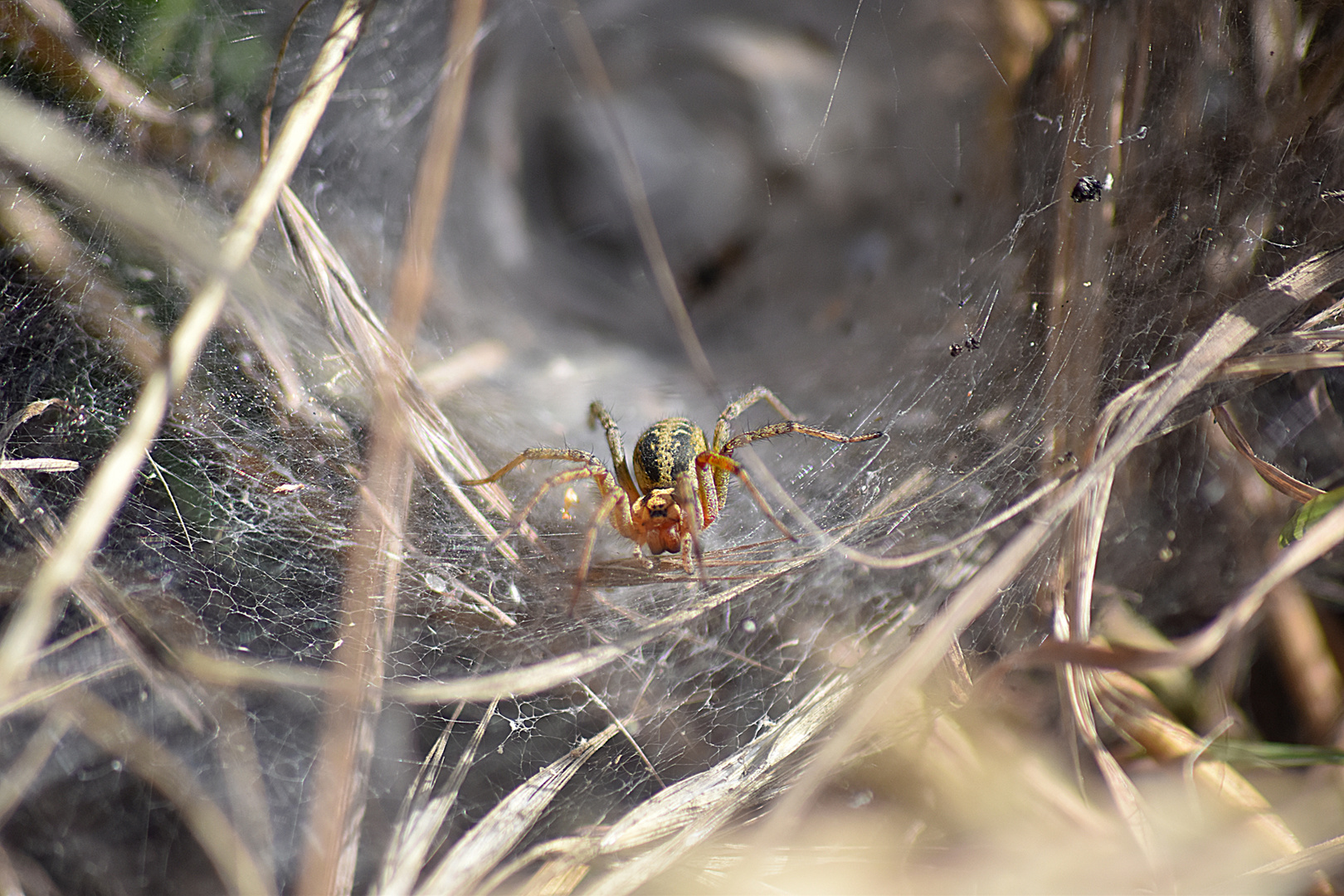 Trichterspinne