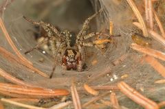 Trichterspinne (Agelena cf. labyrinthica) in Bottrop