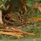 TRICHTERSPINNE (Agelena labyrinthica )