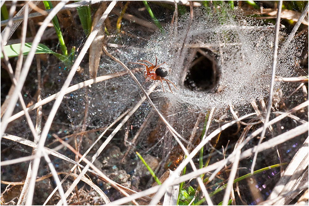 Trichterspinne