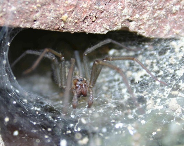 Trichterspinne, die Erste