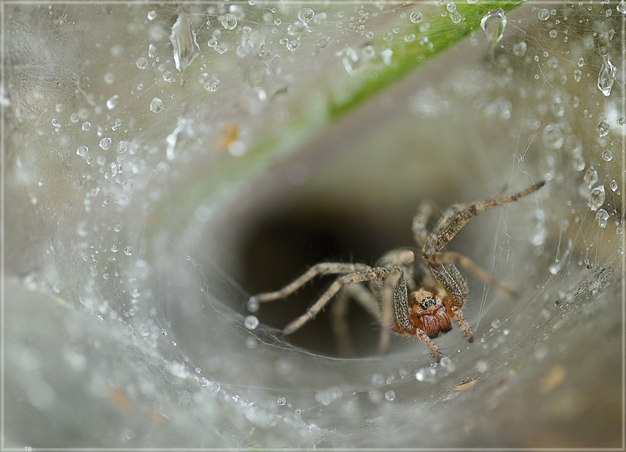 Trichterspinne im Netz