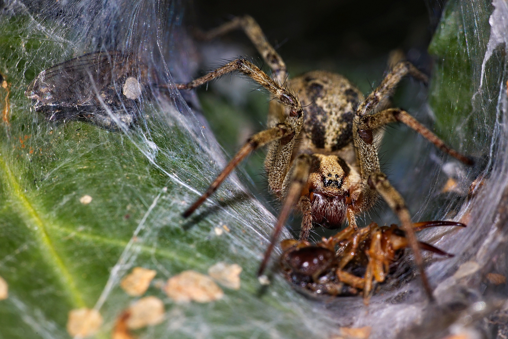 Trichterspinne mit Beute